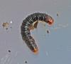 Aglossa sp.
